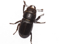 Dorcus parallelipipedus